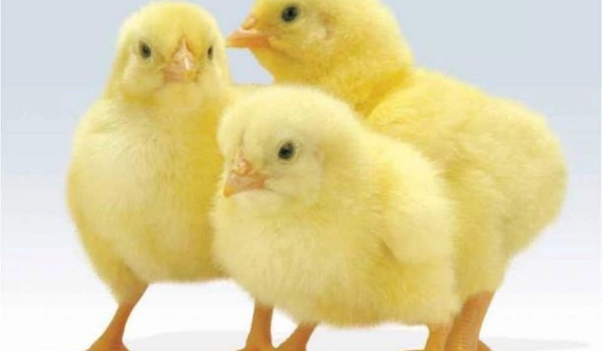 Автоматические инкубаторы для яиц: плюсы эксплуатации