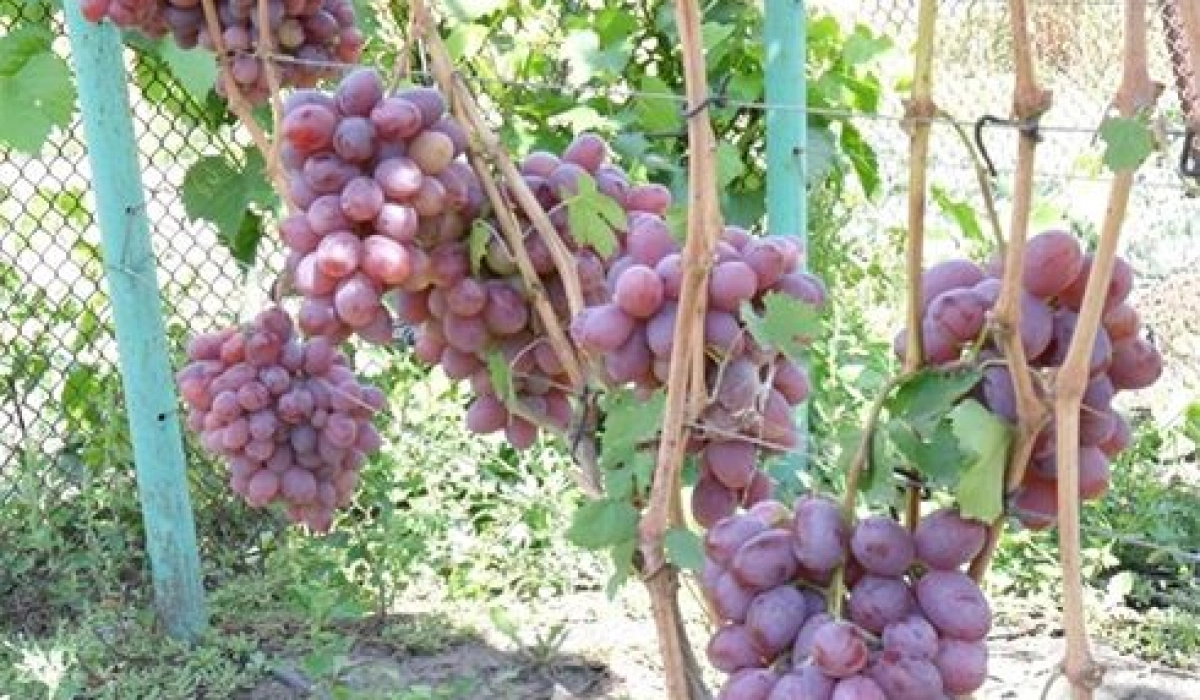 Как рационально и со вкусом обустроить приусадебный участок