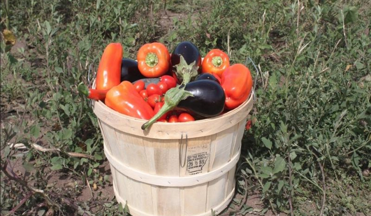 Как вырастить богатый урожай овощей на участке