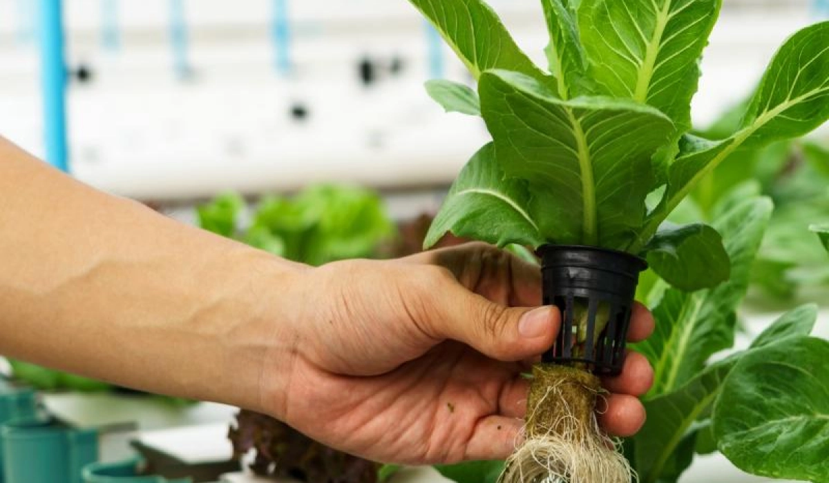 Удобрения для гидропоники: виды, рекомендации по выбору