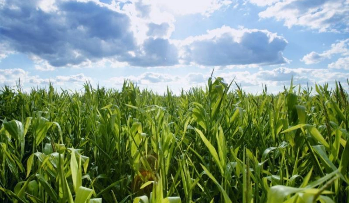 Выращивание кукурузы в условиях засухи