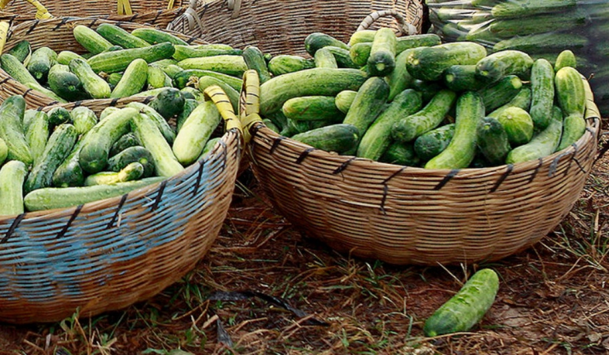 Огуречные секреты – как собрать богатый урожай огурцов