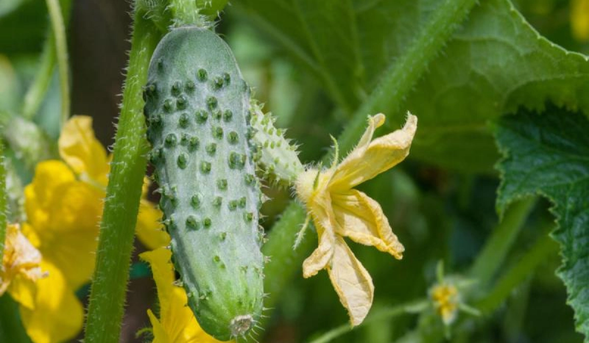Качественные товары для сада и огорода