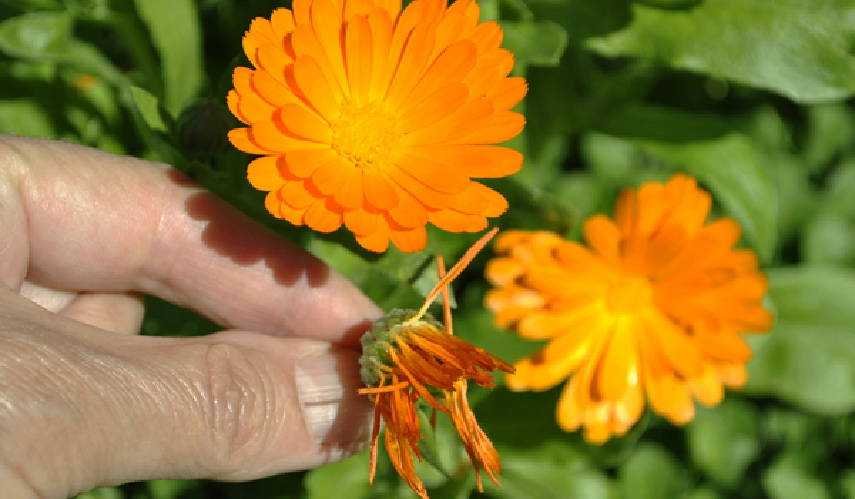 Выращивание календулы: правила и особенности