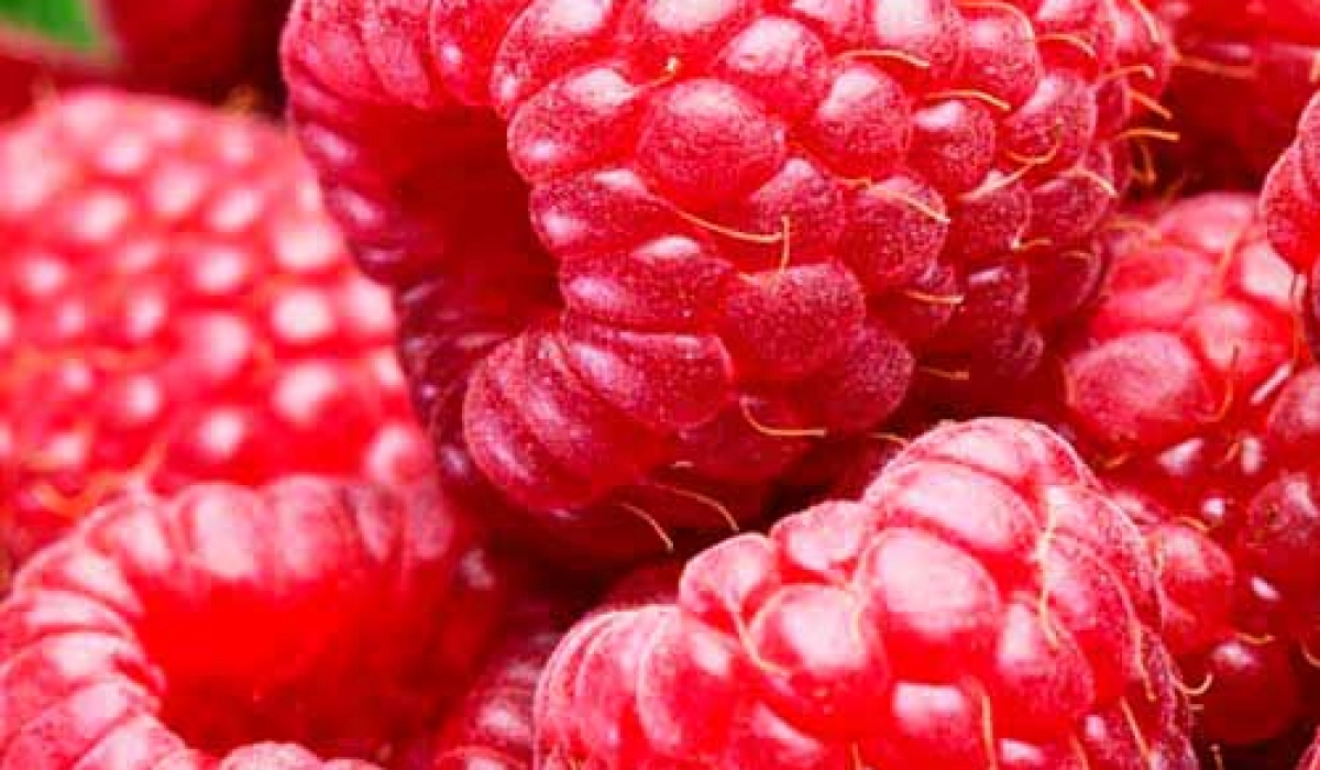 Саженцы малины для идеальной посадки: особенности выбора для осеннего сезона