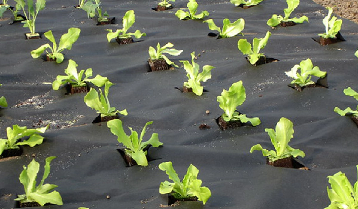 Черное и белое: о типах агроволокна, их плюсах и применении