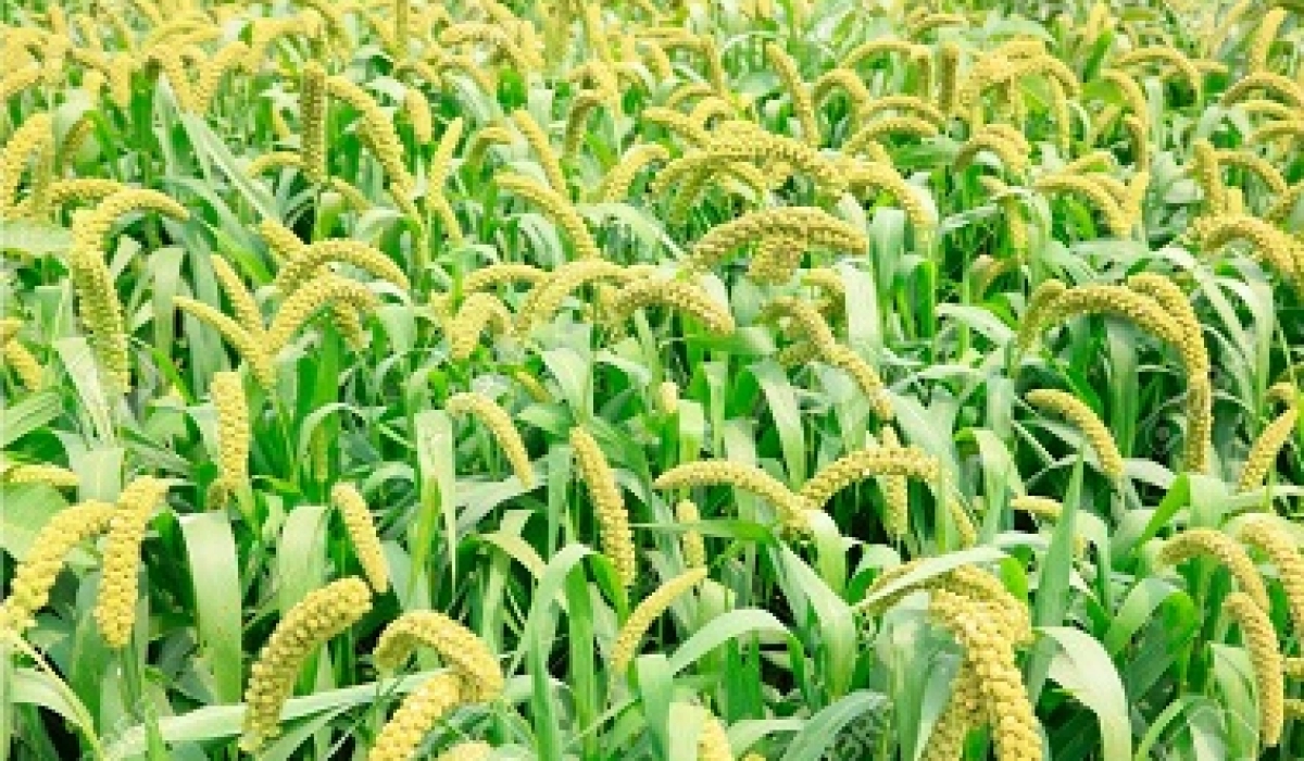 Неприхотливое просо: преимущества и особенности выращивания безотходного ярового злака