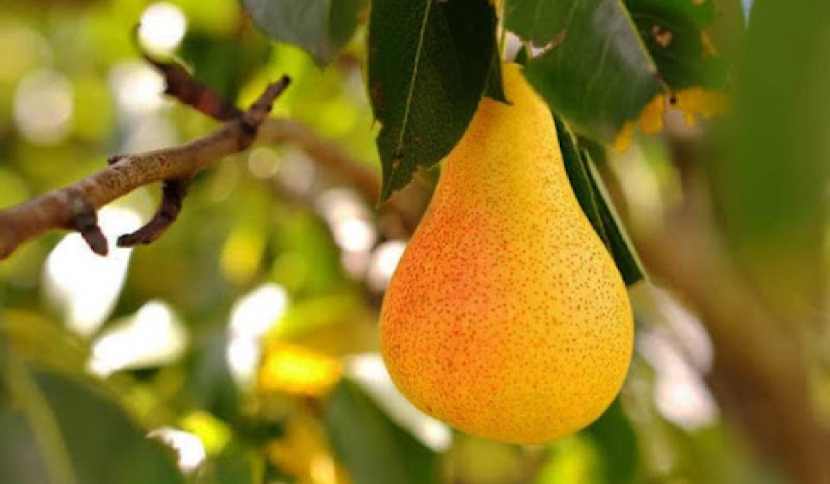 Колоновидная груша