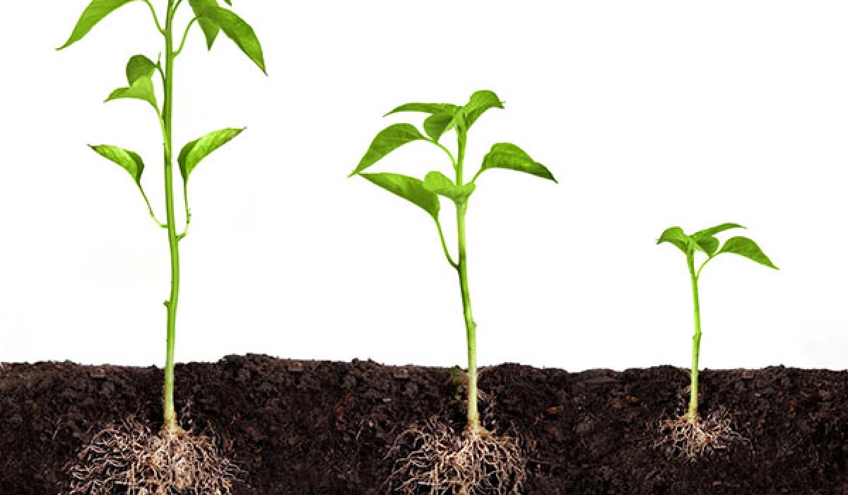 Богатый урожай с помощью регуляторов роста растений