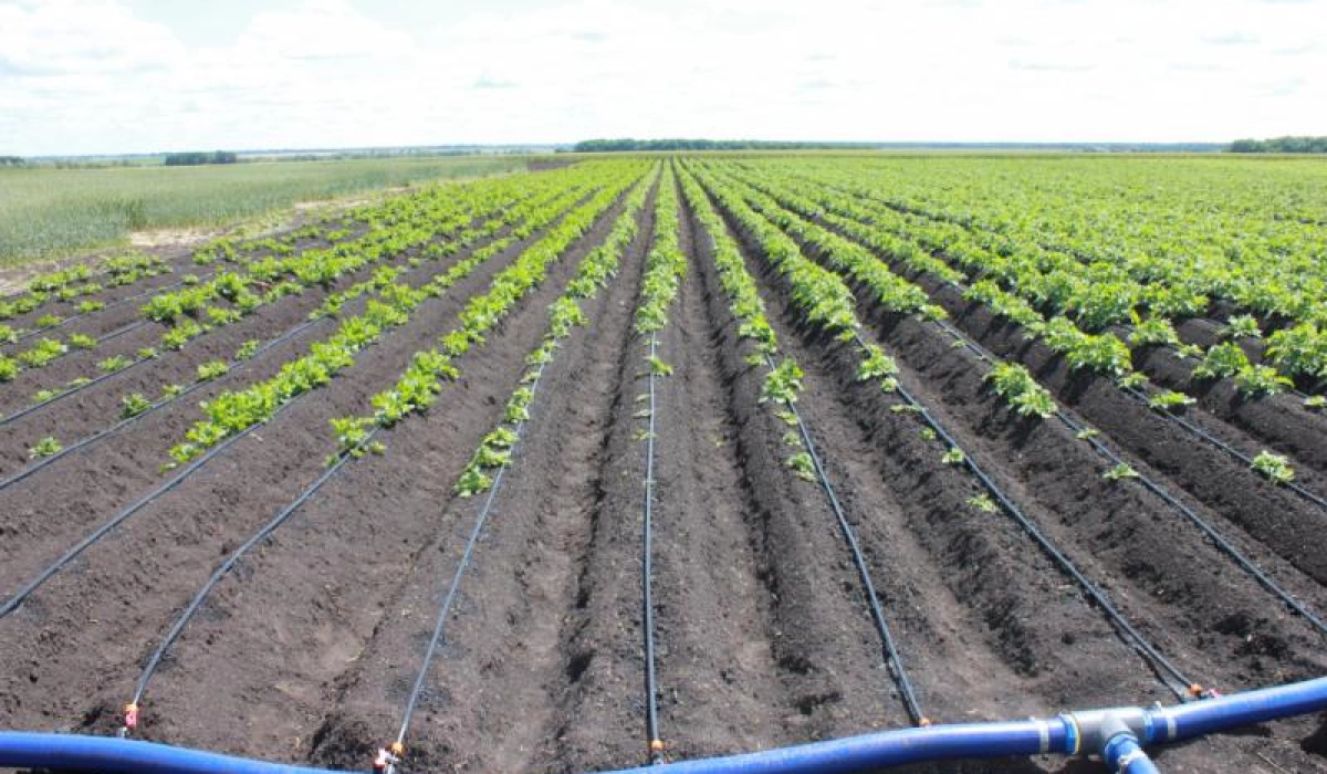Повышаем урожайность с помощью капельного полива