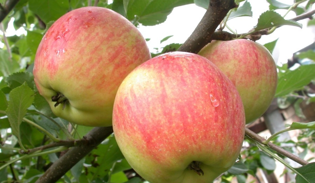 Яблоня Чемпион Арно: вкусная модификация с массой положительных качеств