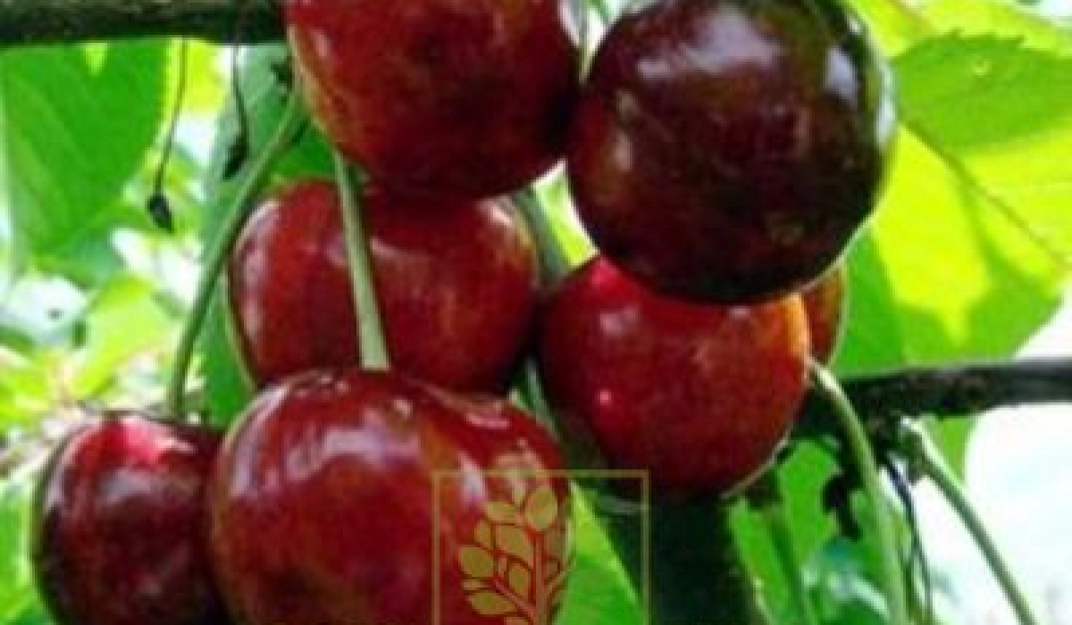 Качественные саженцы – залог высокого урожая