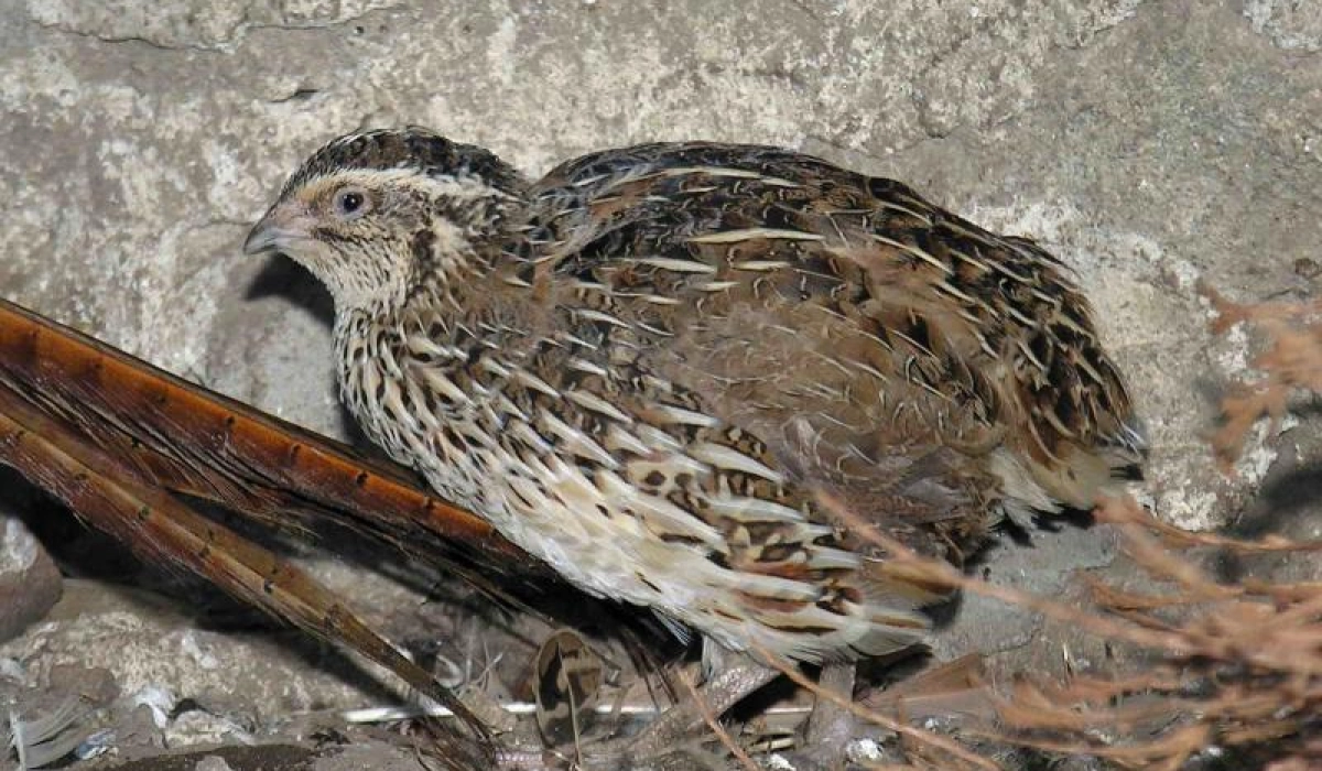 Как и чем кормить перепелов