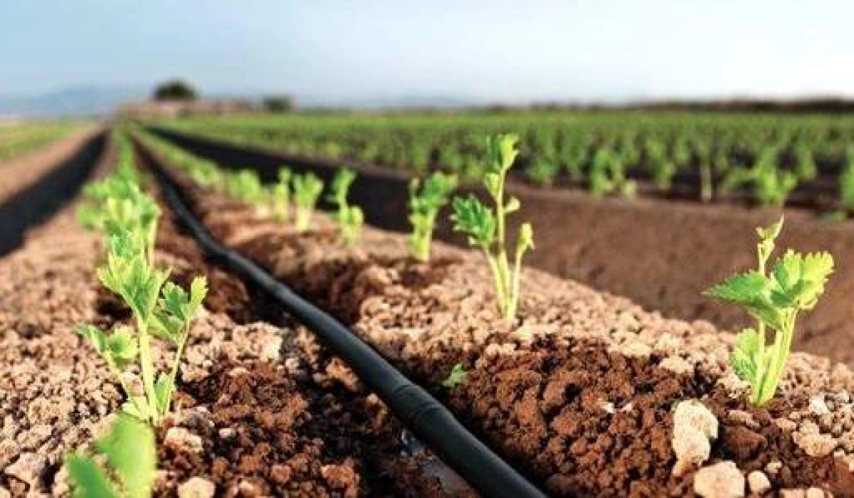 Эмиттерные или щелевые капельные ленты - какие лучше