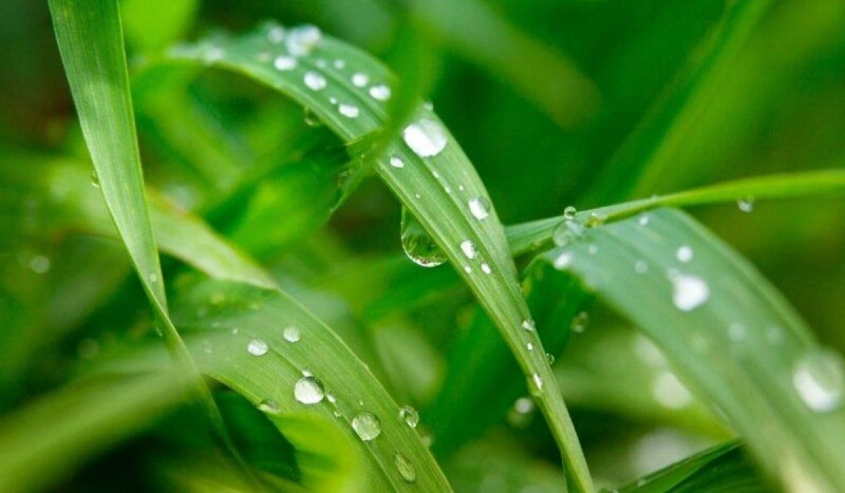 Прилипатель - что это такое и зачем его используют фермеры и дачники