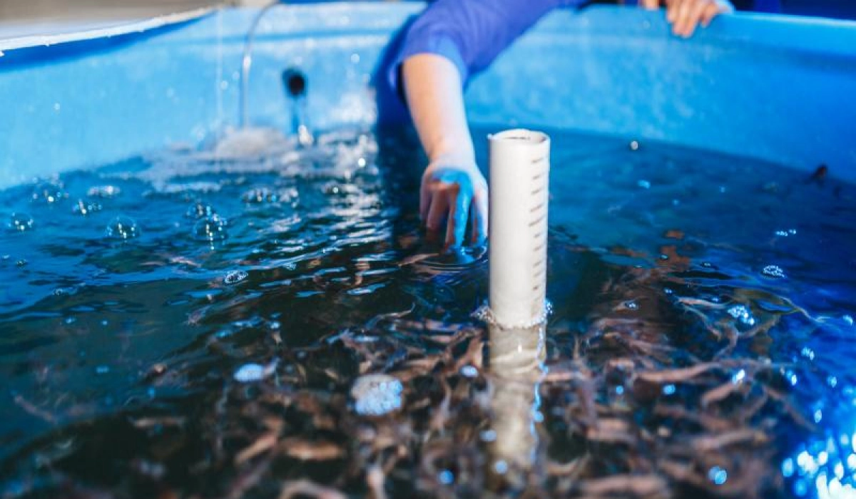 Особенности выращивания садковой рыбы