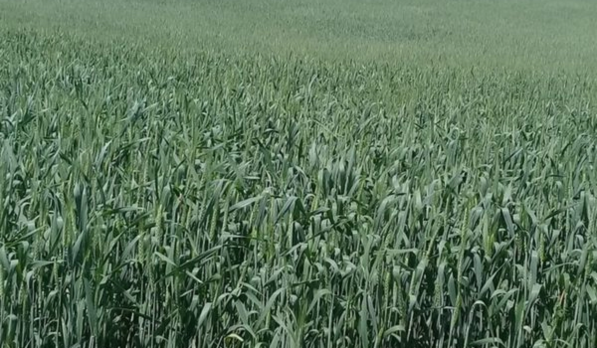 Перспективы фермерского хозяйства в России