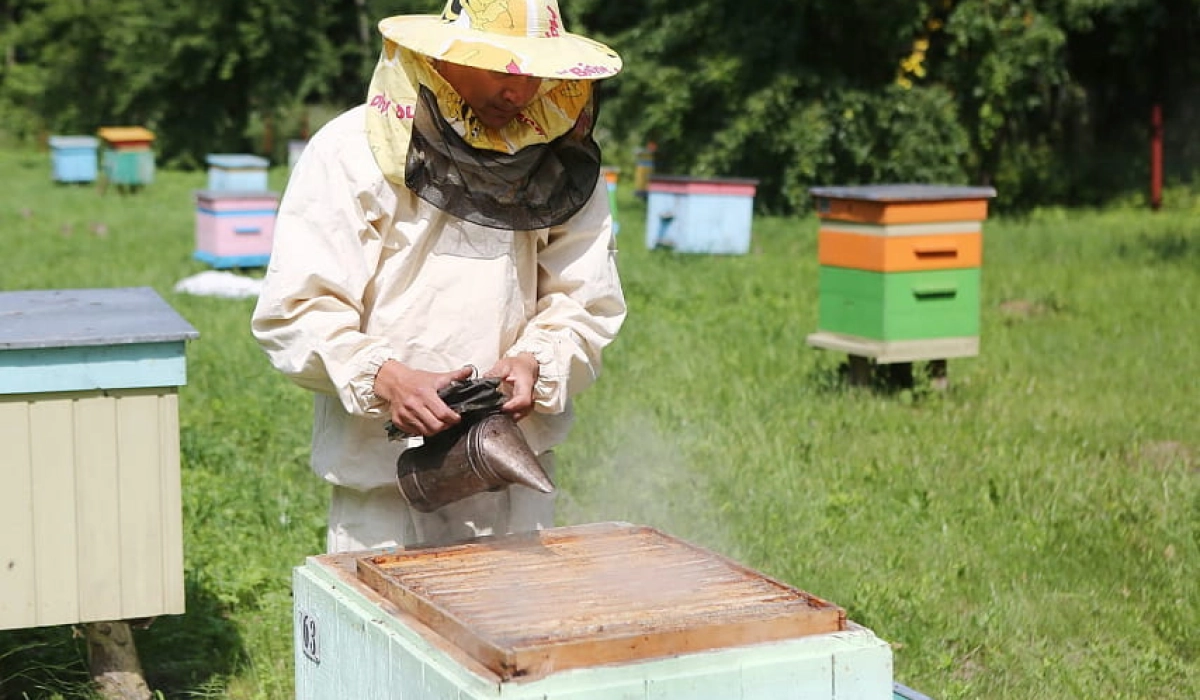 Применение дымарей на пасеке