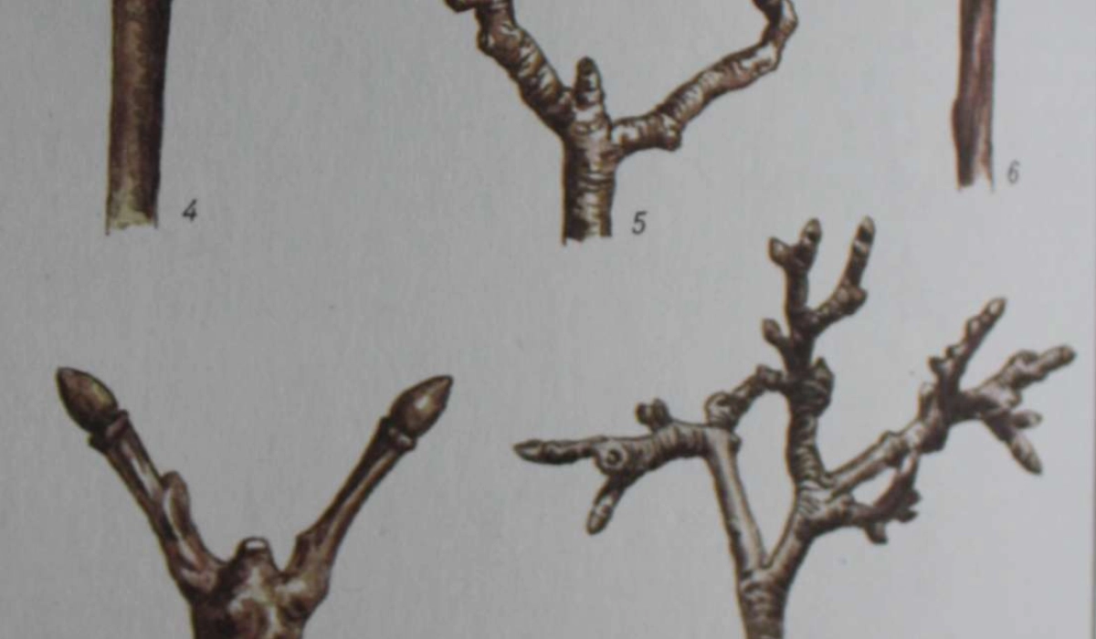 Генеративные образования