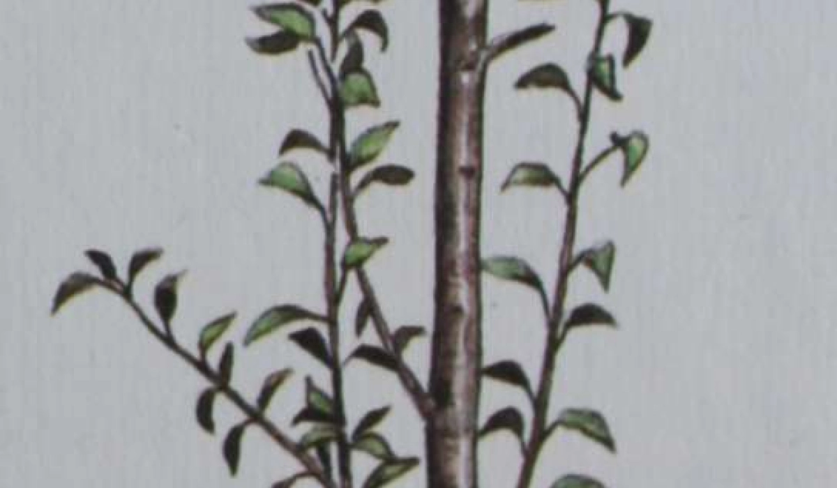 Вегетативные образования