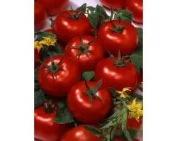 Аврелий F1 / Aurelius F1