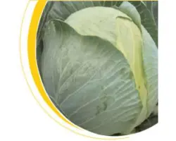 Кастелло F1 / Castello F1