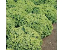 Локарно РЦ / Locarno RZ