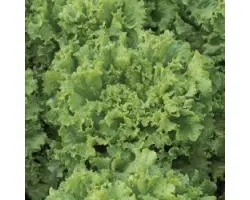 Афицион РЦ / Aficion RZ