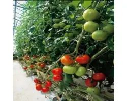 Эмоушн F1 / Emotion F1