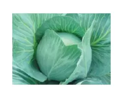 Блоктор F1 / Bloktor F1