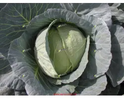 КОРИНО F1 / KORINO F1