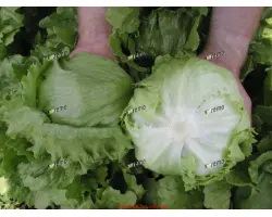 МИНИКО / MINIKO