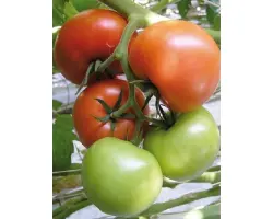 Жеронимо F1 / Джеронімо F1 / Zheronimo F1