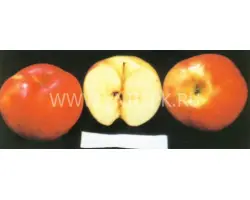 Первенец Ртищева