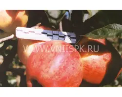 Персиковое