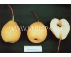 Белолистка