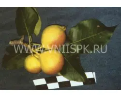 Веселинка (Новинка)