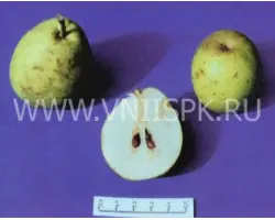 Ноябрьская