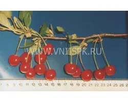 Расплётка Саратовская