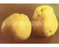 Кубанская