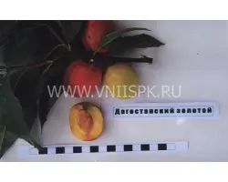 Дагестанский золотой