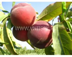 Золотой юбилей