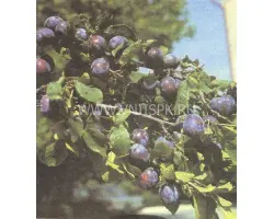 Венгерка кубанская