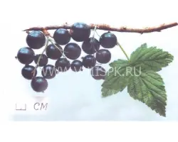 Селеченская