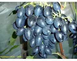 Надежда АЗОС 