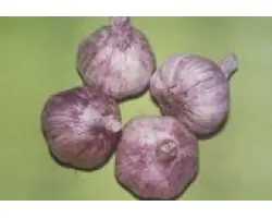 ДЮШЕС. Озимий 