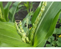 DKC3441 / ДКС3441