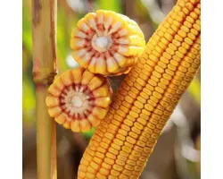 KWS KASHADO / КВС КАШАДО