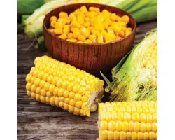 Szegedi TC 367 / Сегеді ТС 367