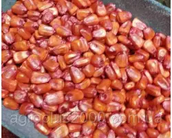 Теофанів 295 СВ